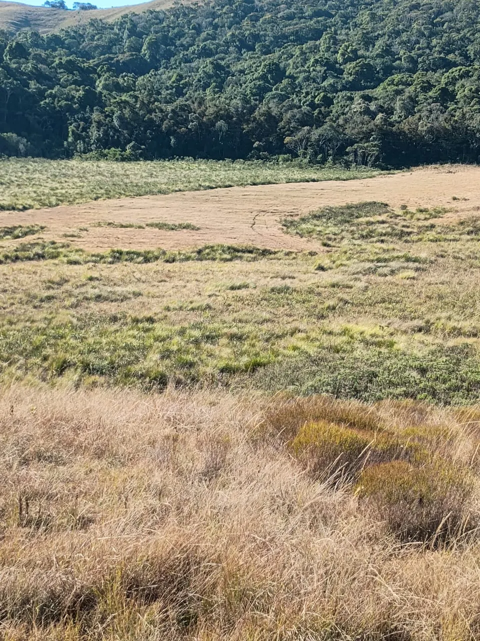 Terreno à venda de 20 ha em Alagoa, MG, Brasil