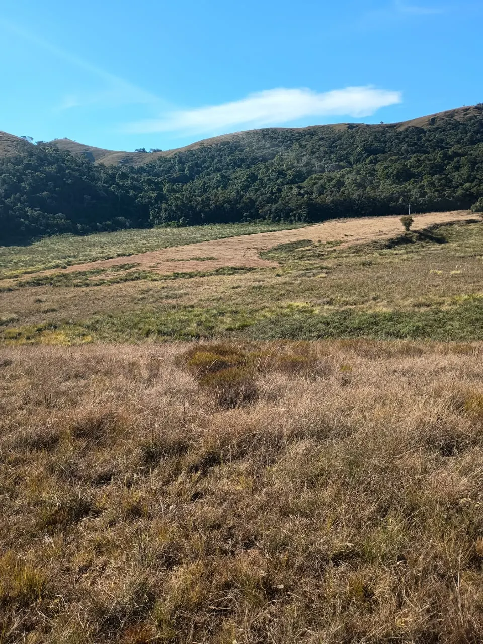 Terreno à venda de 20 ha em Alagoa, MG, Brasil