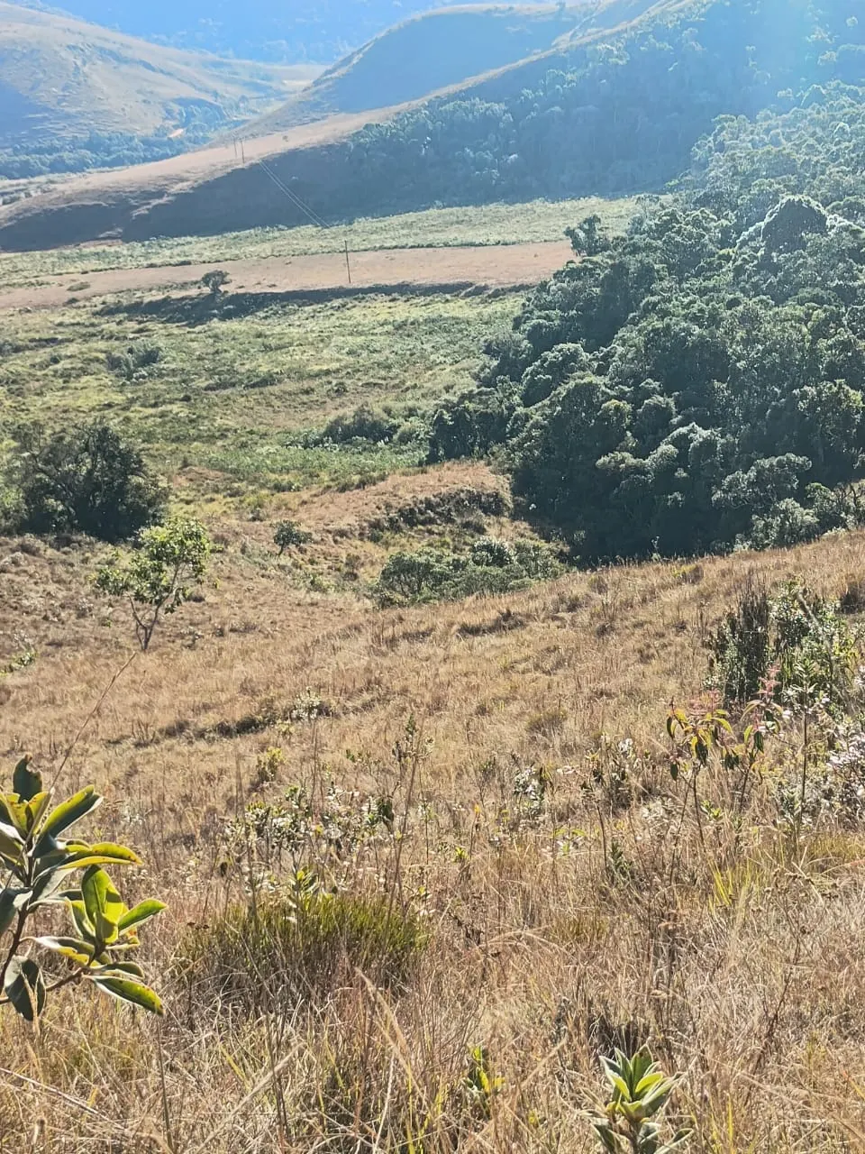Terreno à venda de 20 ha em Alagoa, MG, Brasil