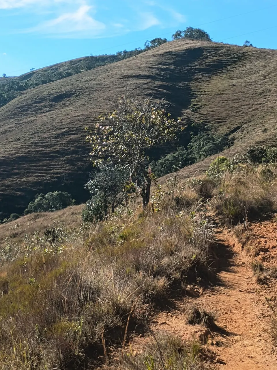 Terreno à venda de 20 ha em Alagoa, MG, Brasil