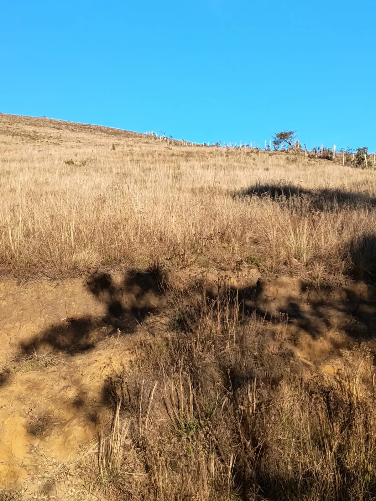 Terreno à venda de 20 ha em Alagoa, MG, Brasil