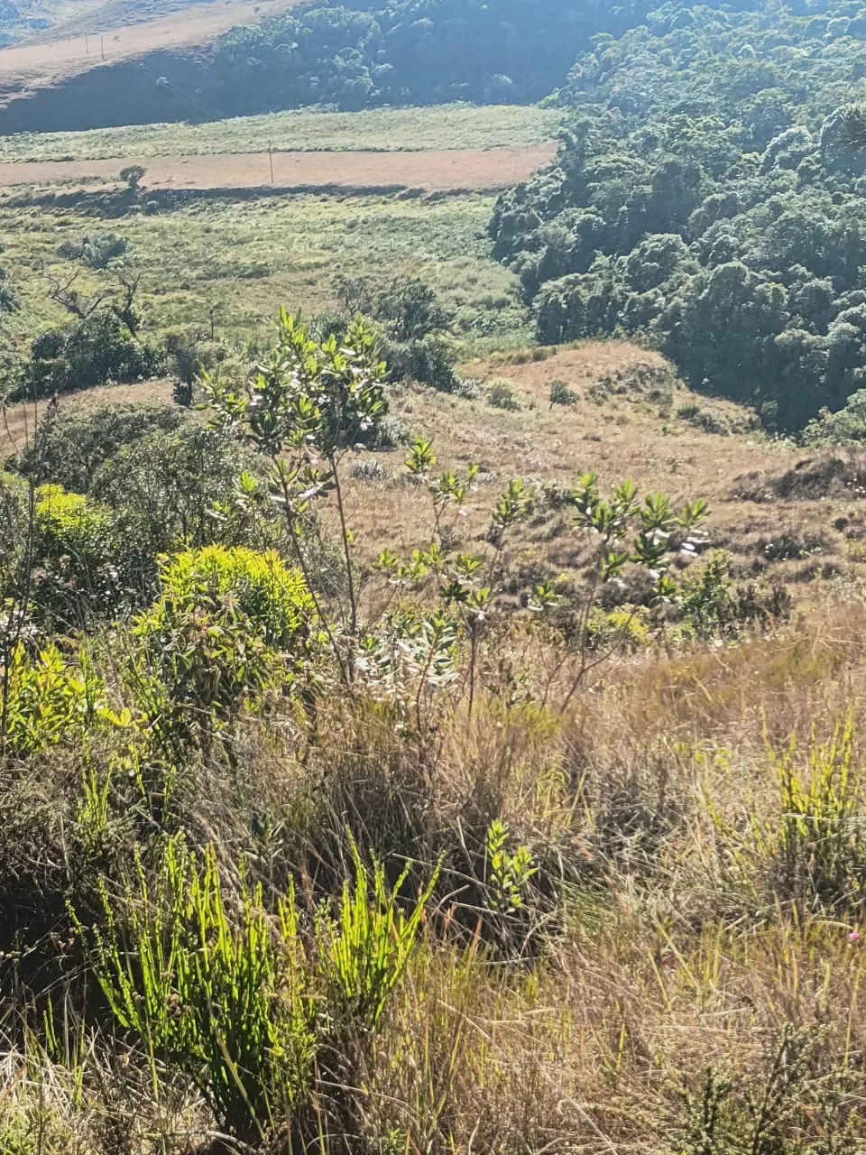 Terreno à venda de 20 ha em Alagoa, MG, Brasil