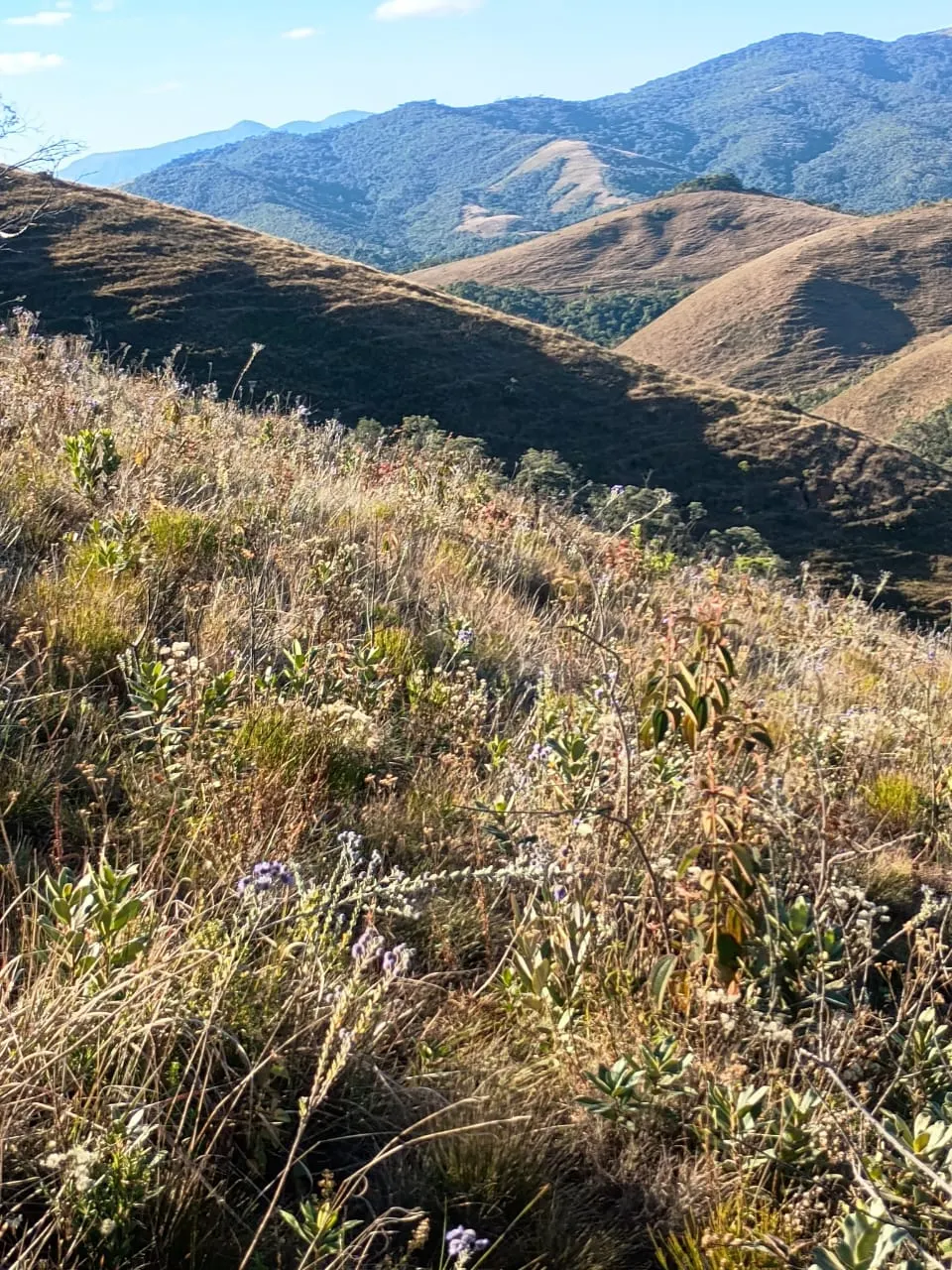 Terreno à venda de 20 ha em Alagoa, MG, Brasil