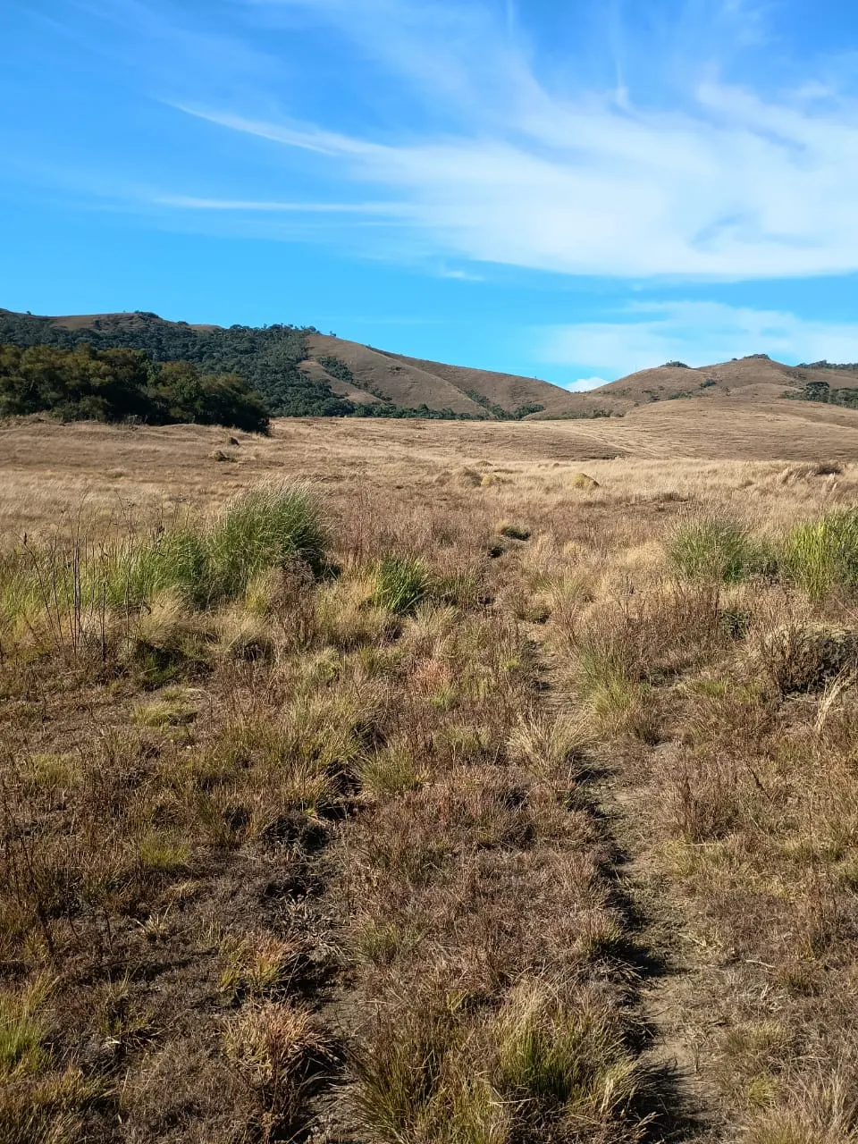 Terreno à venda de 20 ha em Alagoa, MG, Brasil