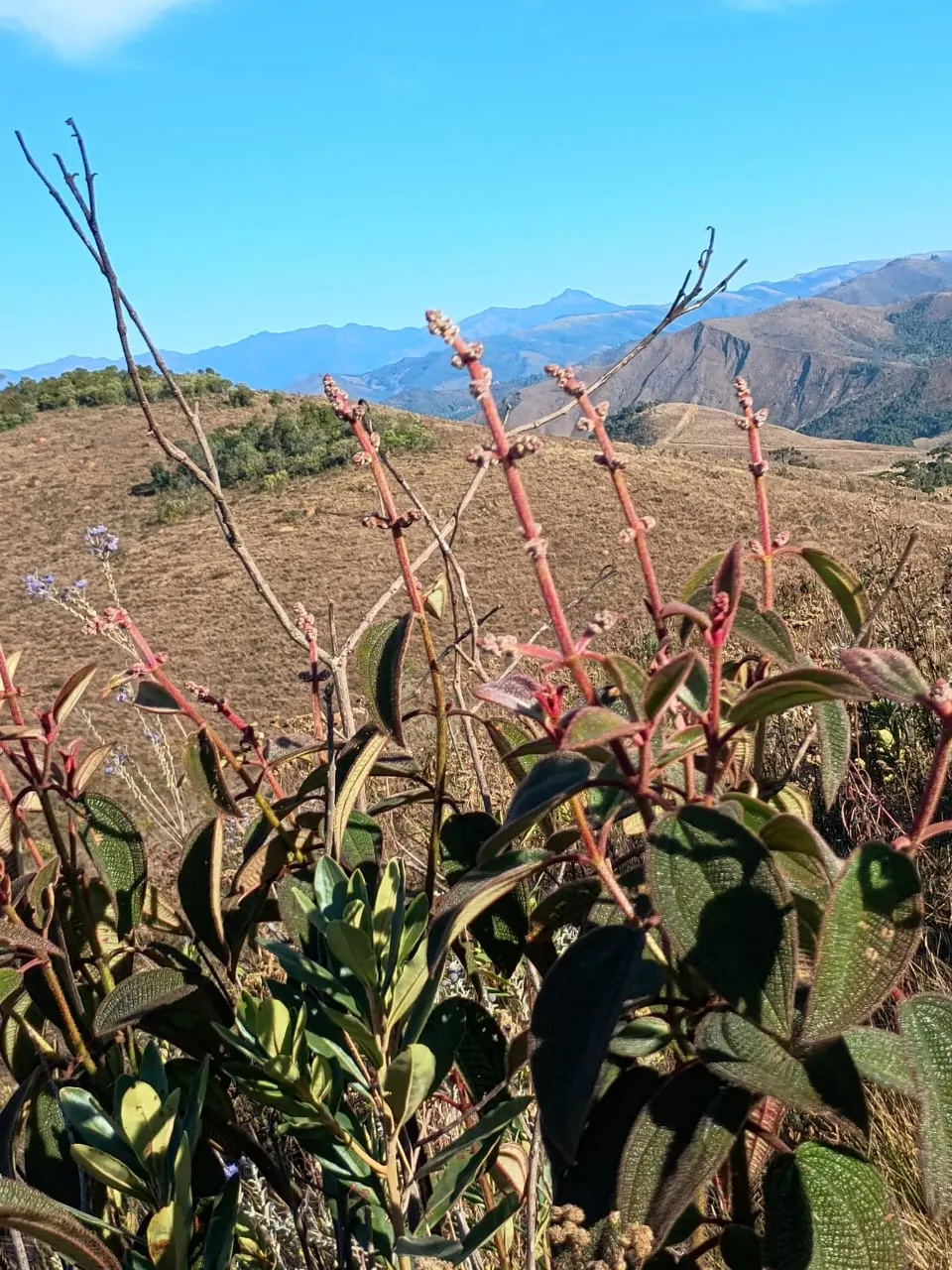 Terreno à venda de 20 ha em Alagoa, MG, Brasil