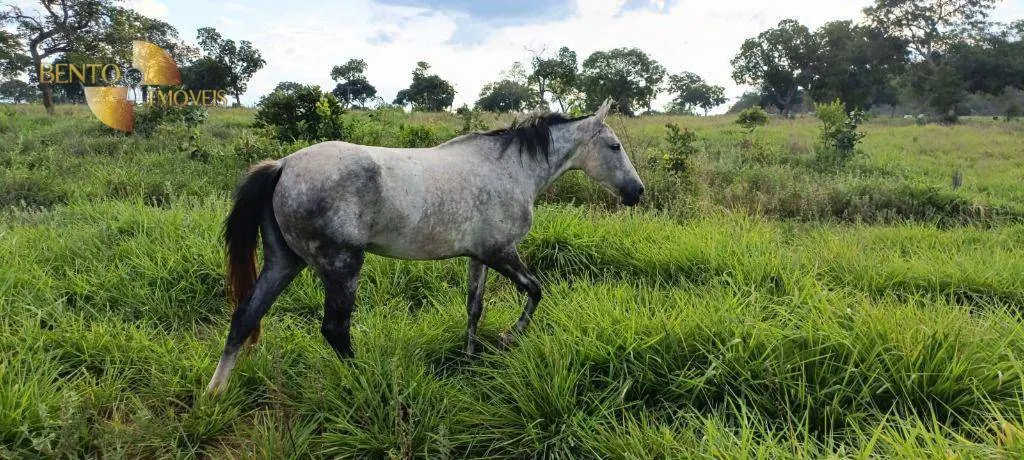 Fazenda à venda de 912 ha em Tesouro, MT, Brasil