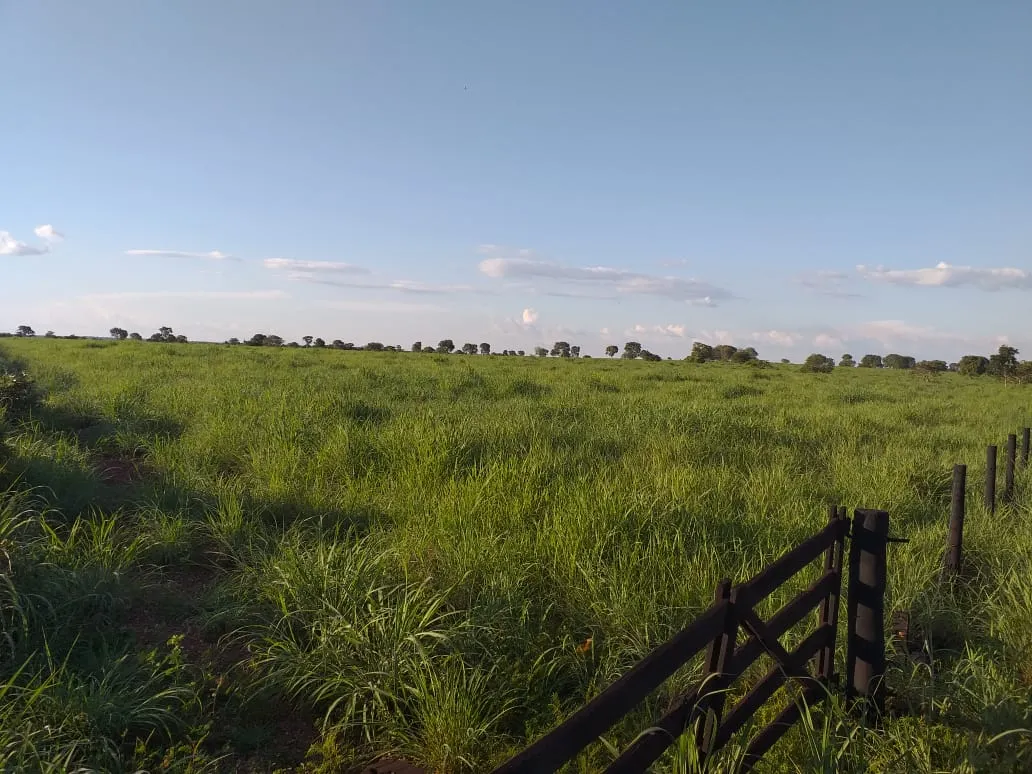 Fazenda à venda de 242 ha em Sandolândia, TO, Brasil