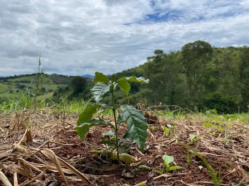 Small farm for sale of 36 acres in Santa Rita do Sapucaí, MG, Brazil