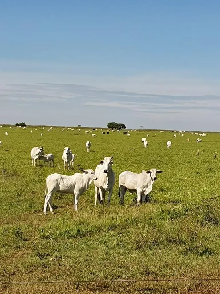 Fazenda à venda de 12.300 ha em San Pedro de Ycuamandiyú, Paraguai