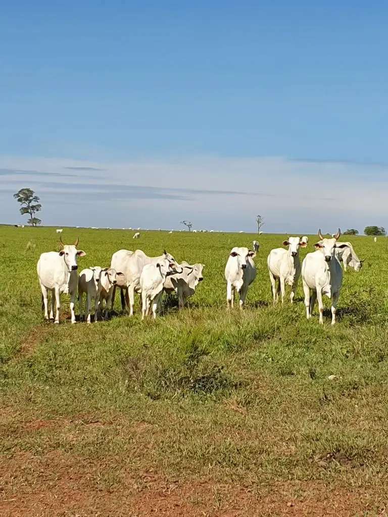 Fazenda à venda de 12.300 ha em San Pedro de Ycuamandiyú, Paraguai