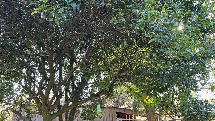 Chácara à venda de 4 ha em Santo Antônio da Patrulha, RS, Brasil