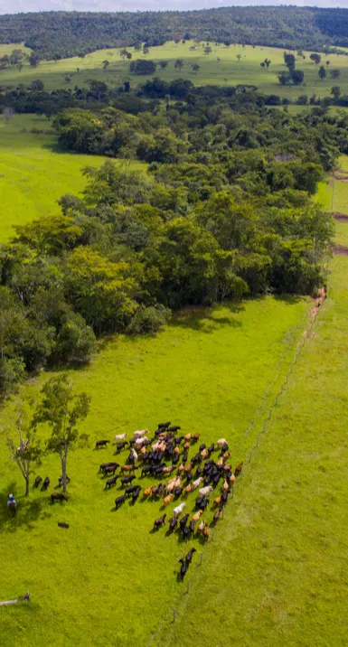 Farm for sale of 1,366 acres in Prata, MG, Brazil