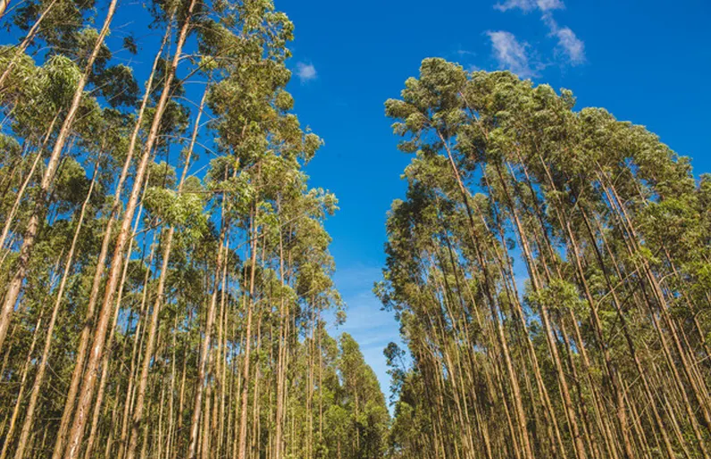 Fazenda à venda de 553 ha em Prata, MG, Brasil