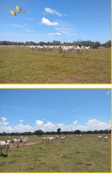 Fazenda à venda de 4.990 ha em Santo Antônio do Leverger, MT, Brasil
