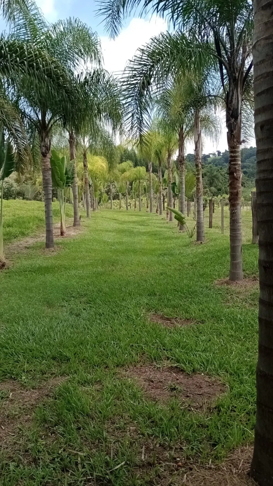 Chácara à venda de 5 ha em Engenheiro Coelho, SP, Brasil