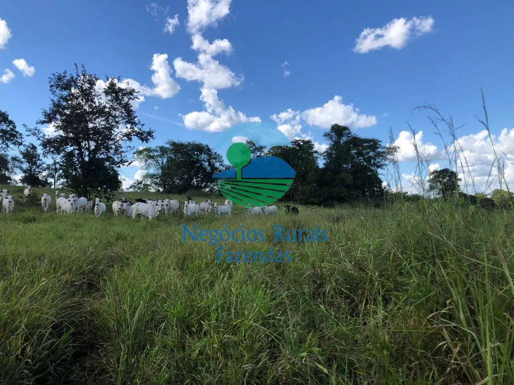 Fazenda à venda de 314 ha em Mara Rosa, GO, Brasil