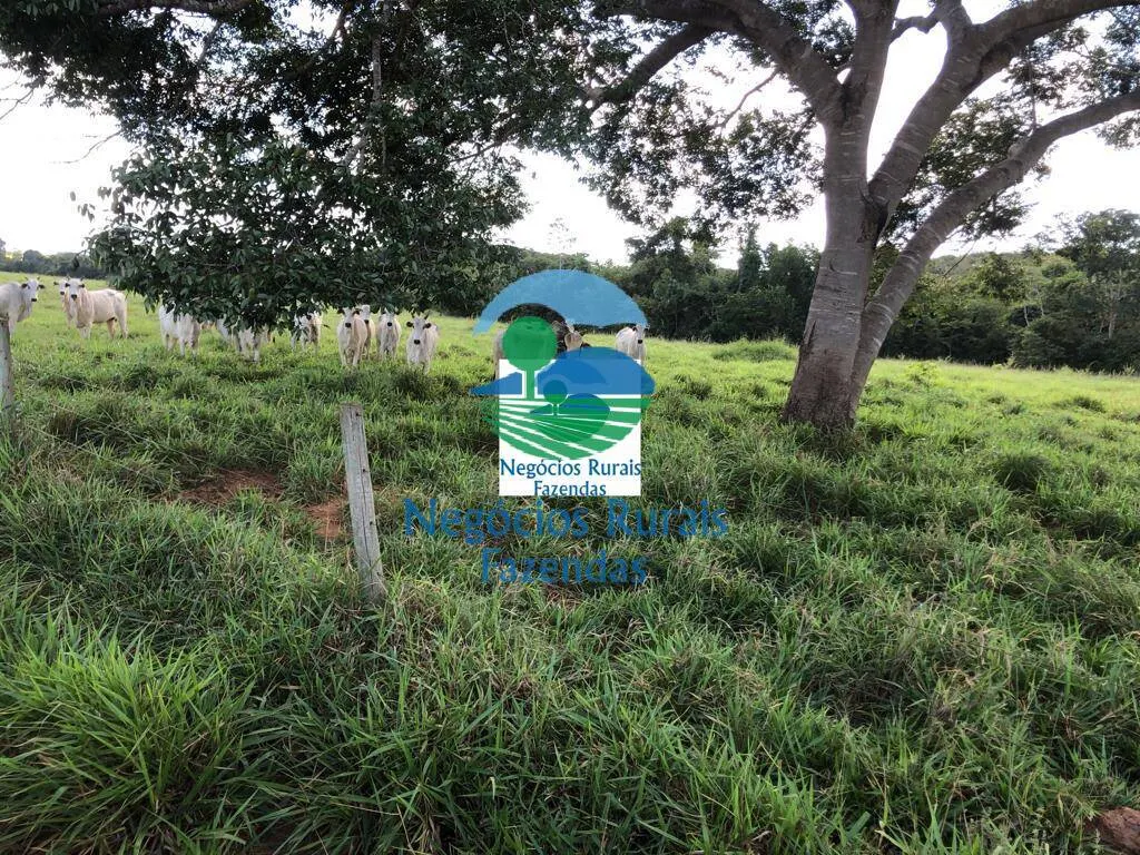 Fazenda à venda de 314 ha em Mara Rosa, GO, Brasil