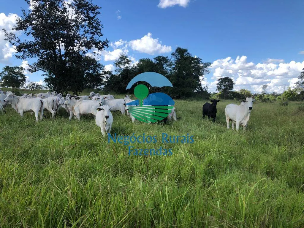 Fazenda à venda de 314 ha em Mara Rosa, GO, Brasil
