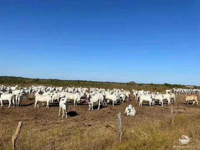 Fazenda à venda e para Arrendar de 1.326 ha em Formoso do Araguaia, TO, Brasil