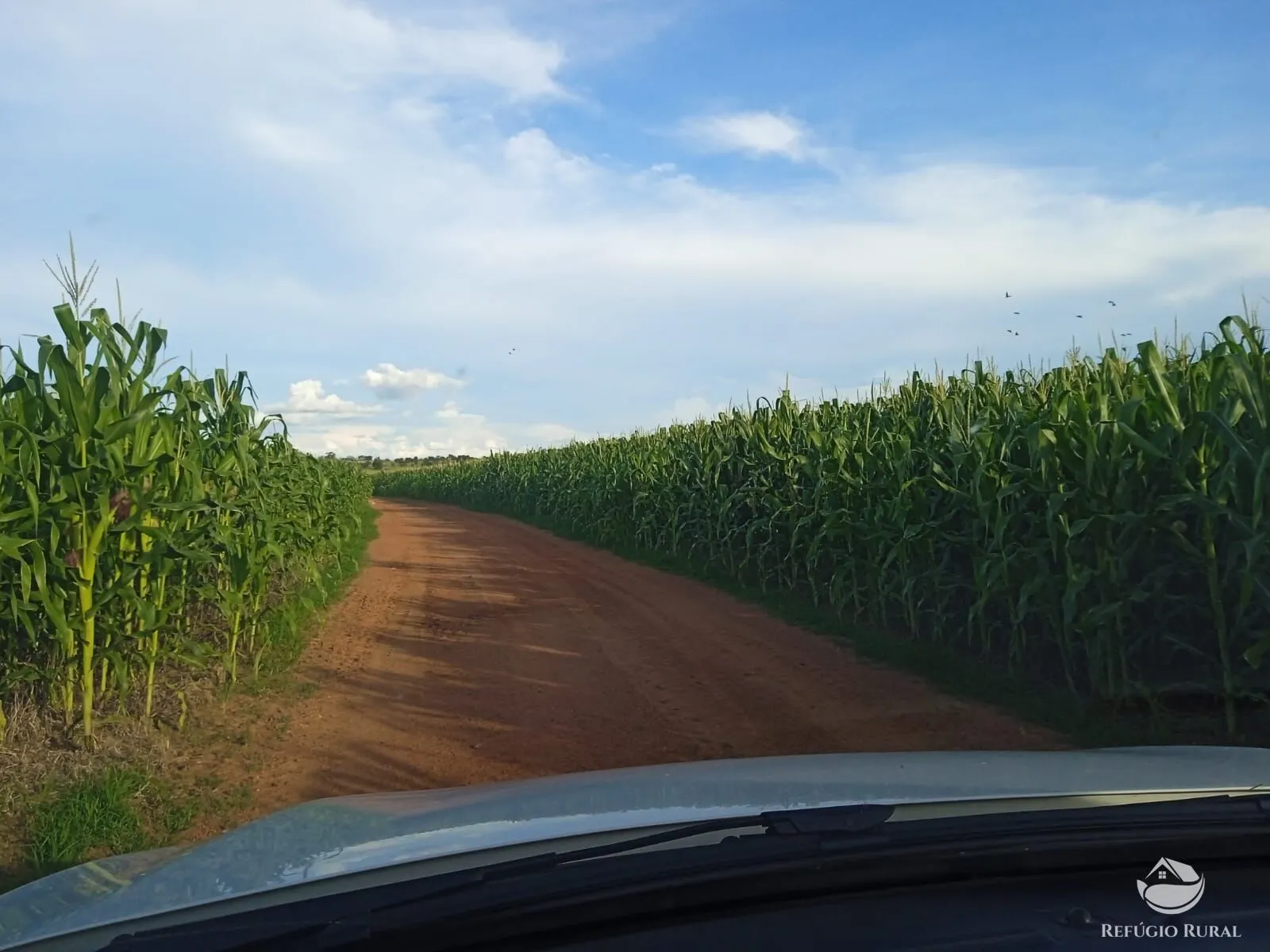 Fazenda à venda e para Arrendar de 1.326 ha em Formoso do Araguaia, TO, Brasil