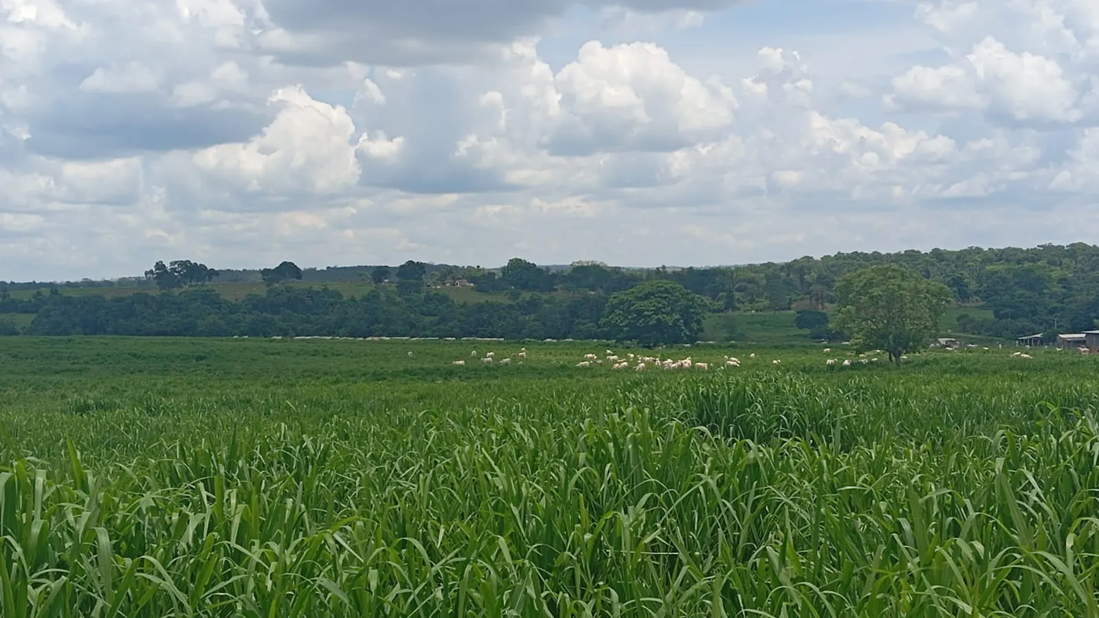 Fazenda à venda de 120 ha em Poxoréu, MT, Brasil