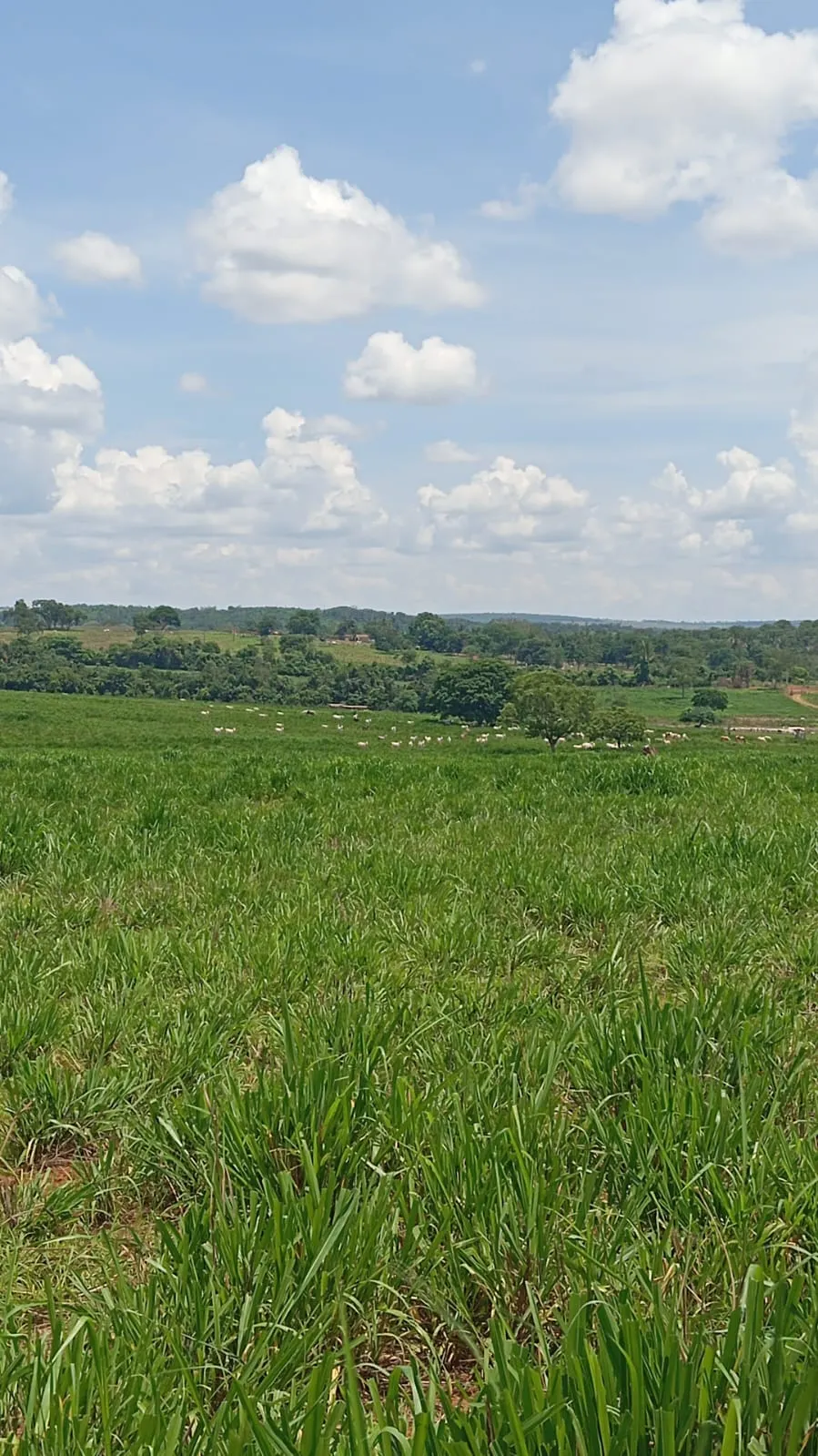 Fazenda à venda de 120 ha em Poxoréu, MT, Brasil
