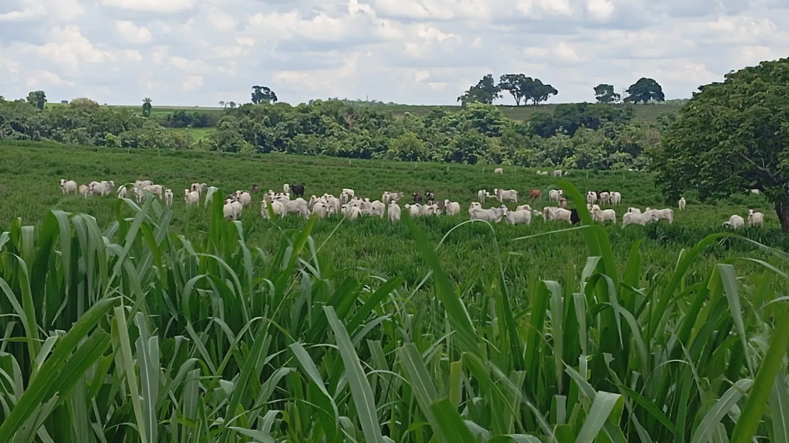 Fazenda à venda de 120 ha em Poxoréu, MT, Brasil