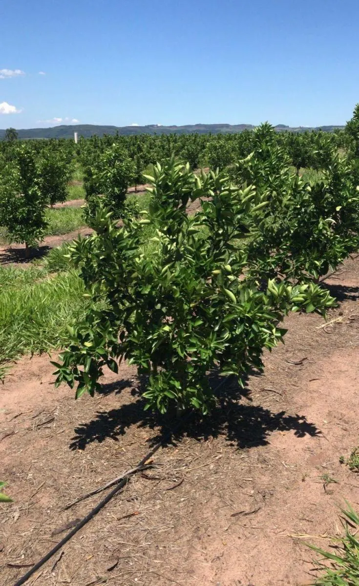 Fazenda à venda de 92 ha em Brotas, SP, Brasil