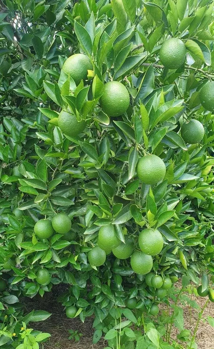 Fazenda à venda de 92 ha em Brotas, SP, Brasil