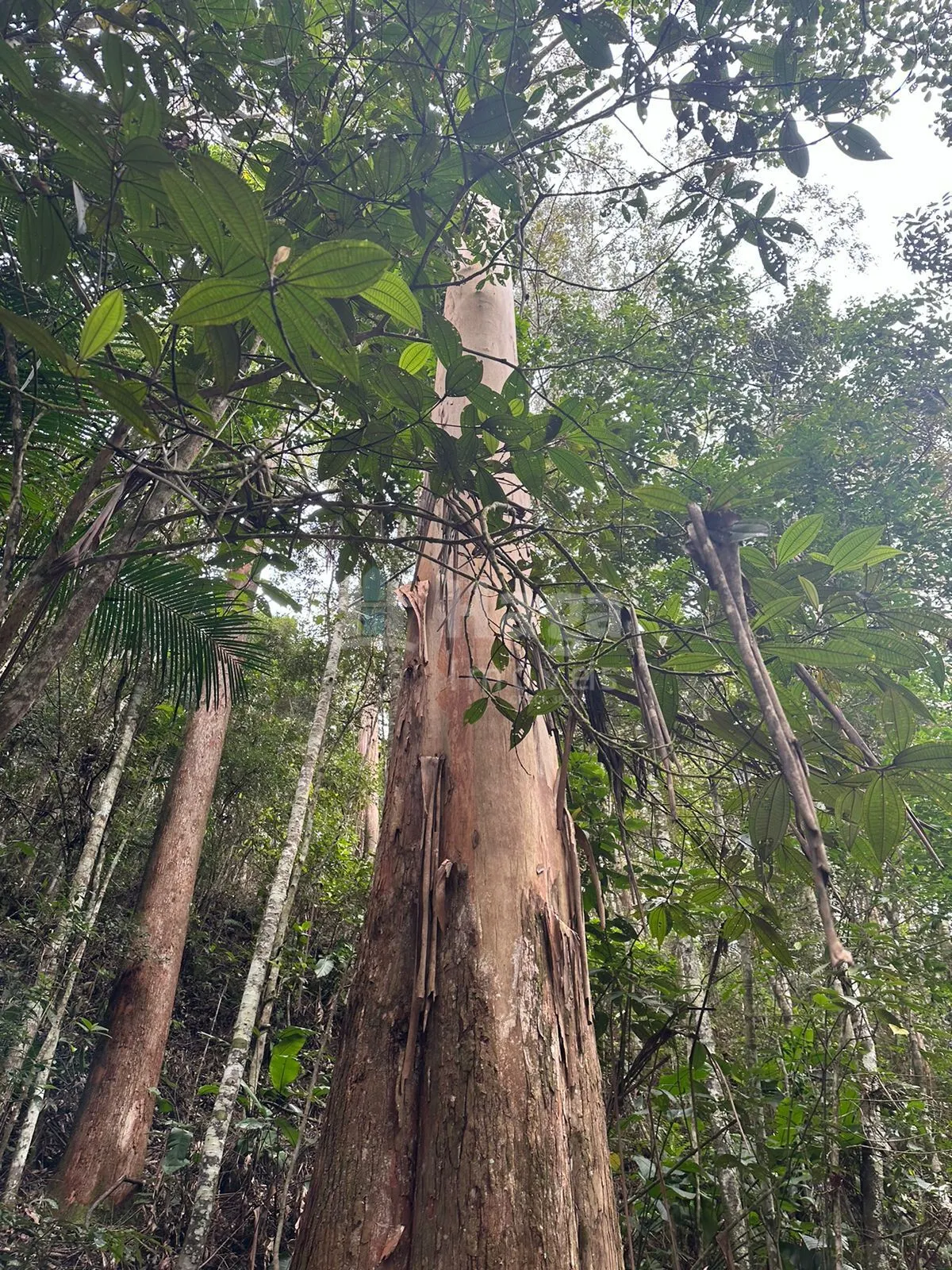 Fazenda à venda de 19 ha em Canelinha, SC, Brasil