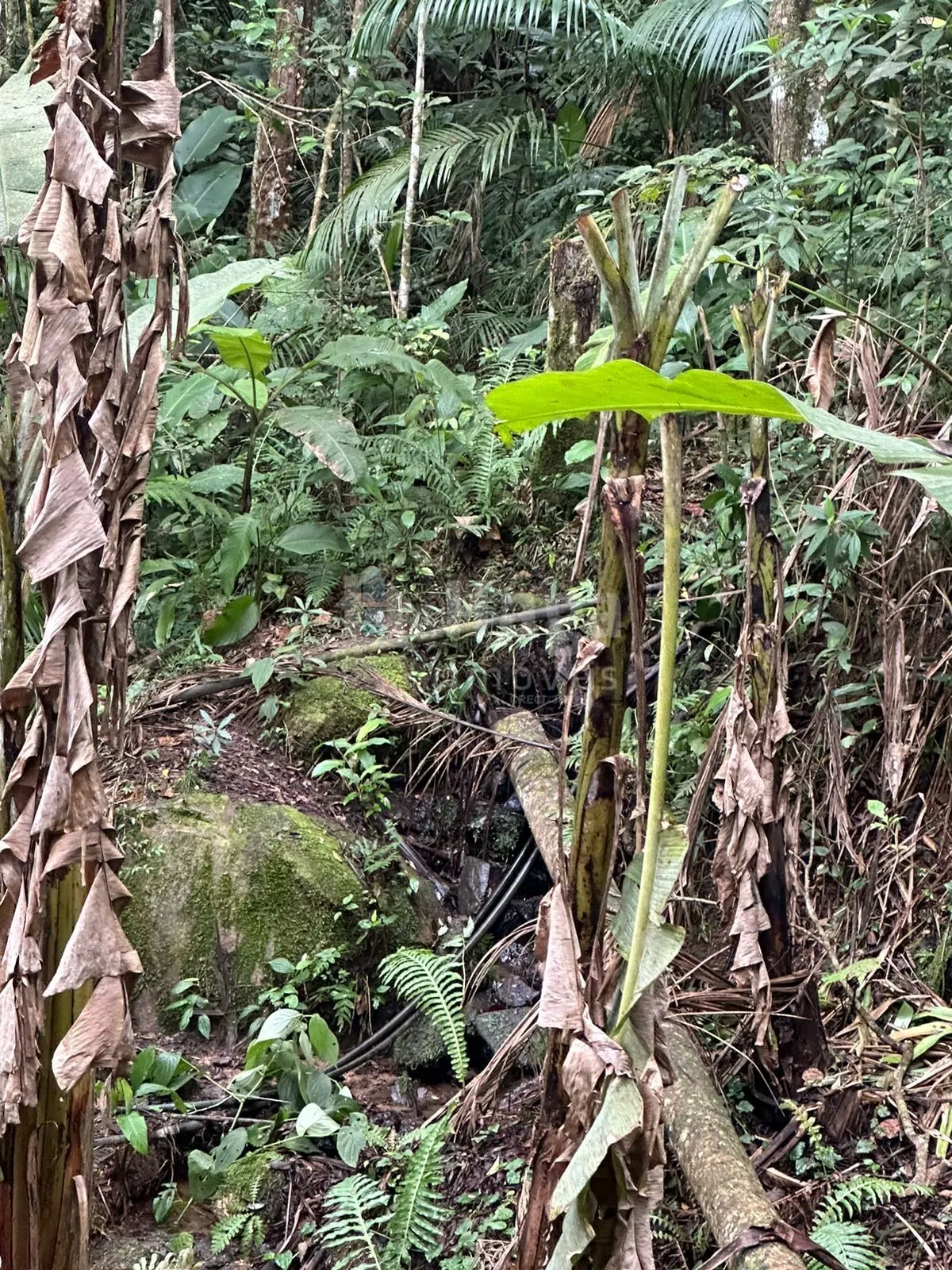 Fazenda à venda de 19 ha em Canelinha, SC, Brasil