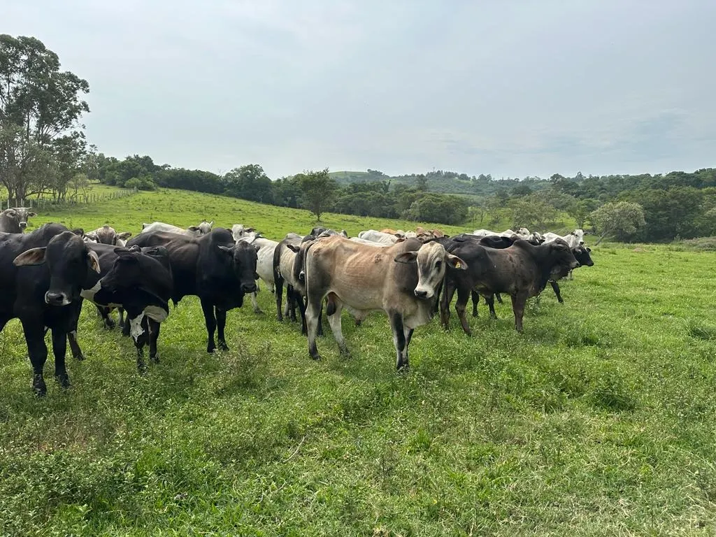 Sítio à venda de 53 ha em Porangaba, SP, Brasil
