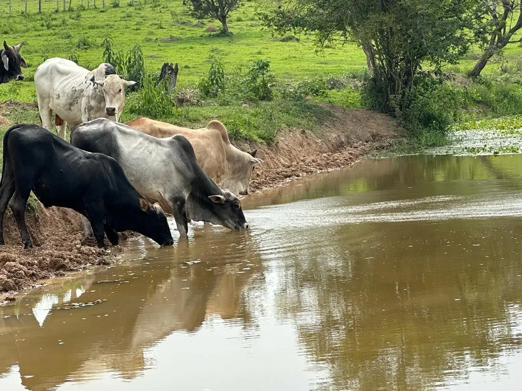 Sítio à venda de 53 ha em Porangaba, SP, Brasil