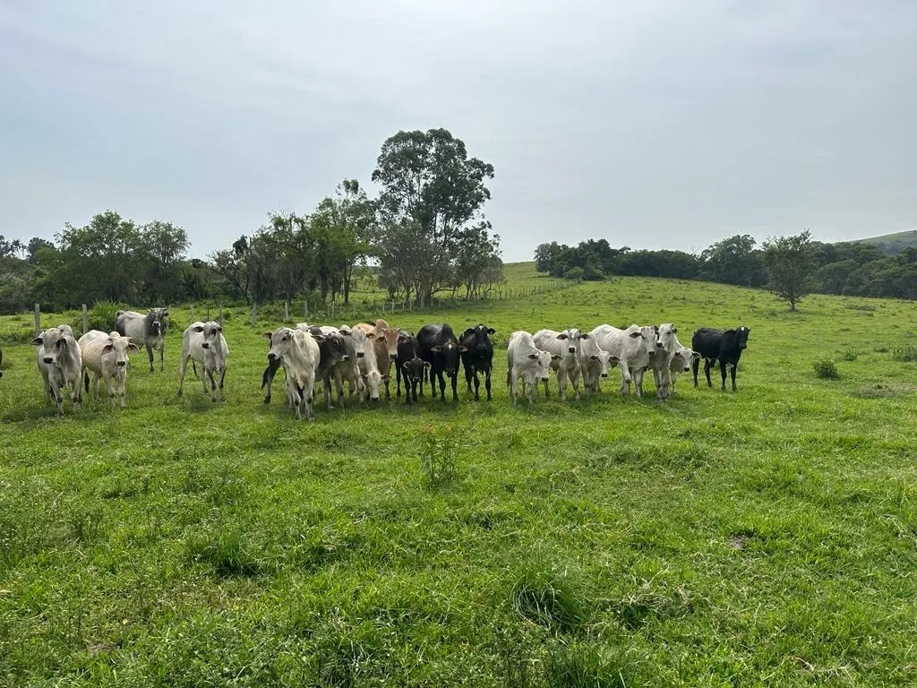 Sítio à venda de 53 ha em Porangaba, SP, Brasil