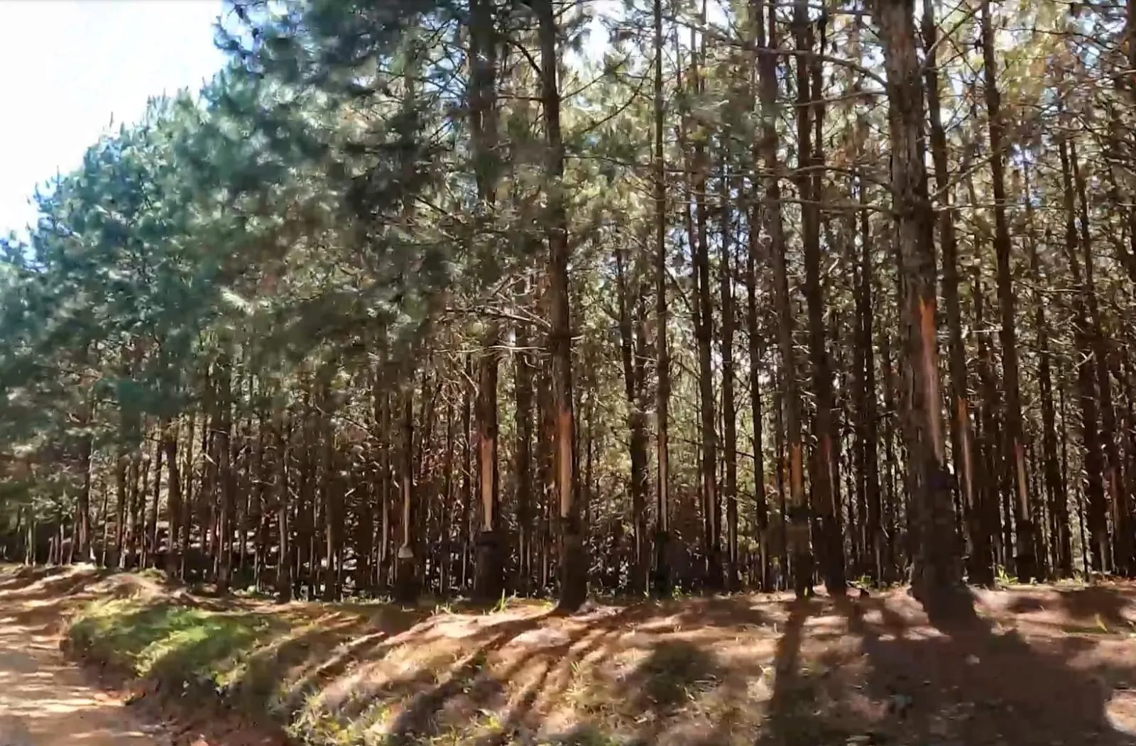 Fazenda à venda de 581 ha em São Miguel Arcanjo, SP, Brasil