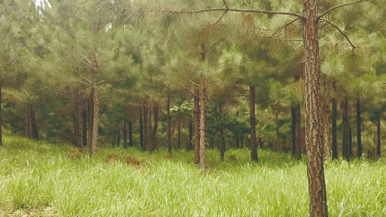 Fazenda à venda de 581 ha em São Miguel Arcanjo, SP, Brasil