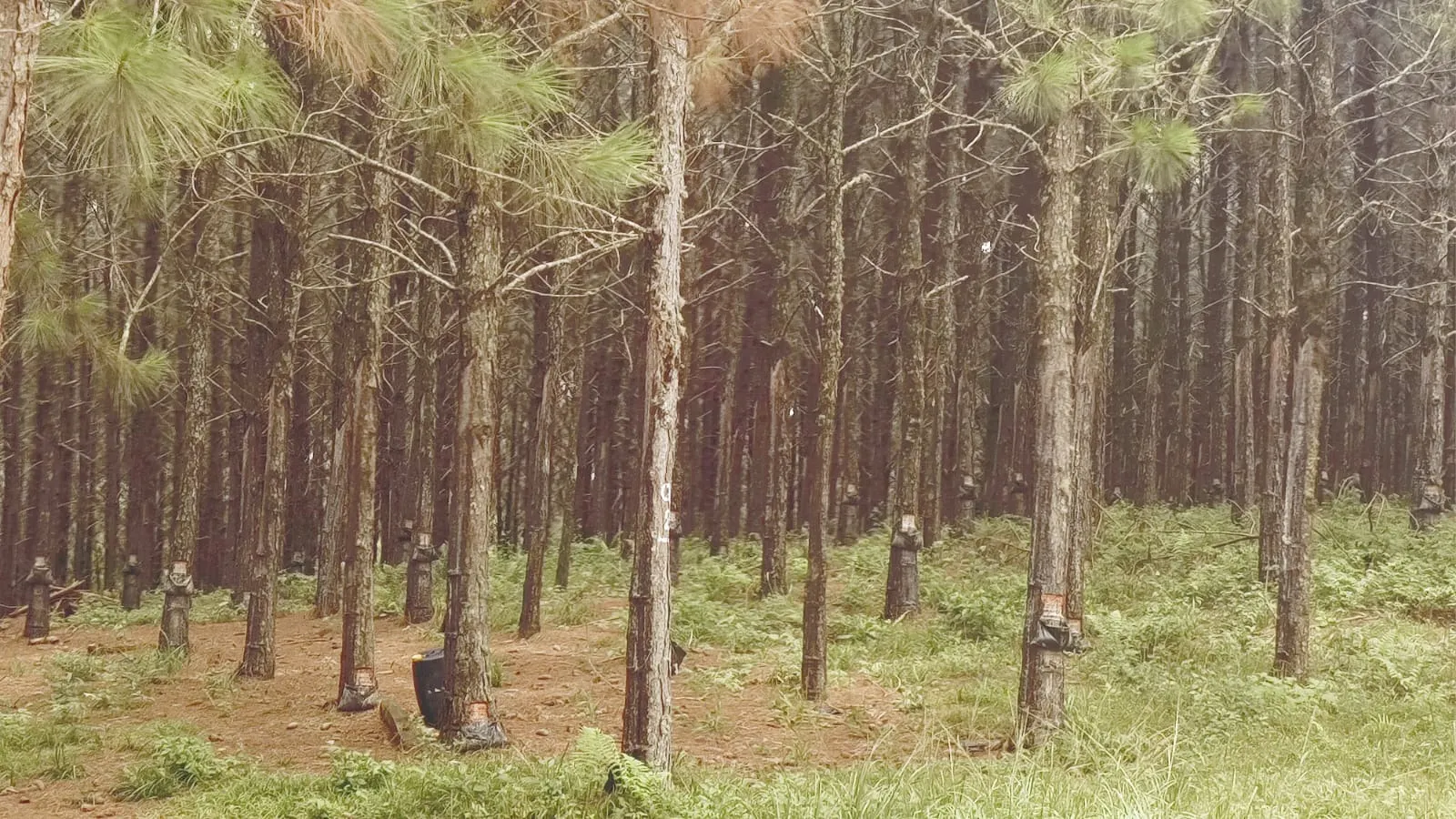 Fazenda à venda de 581 ha em São Miguel Arcanjo, SP, Brasil