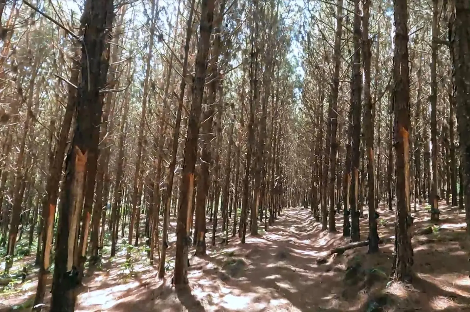 Fazenda à venda de 581 ha em São Miguel Arcanjo, SP, Brasil