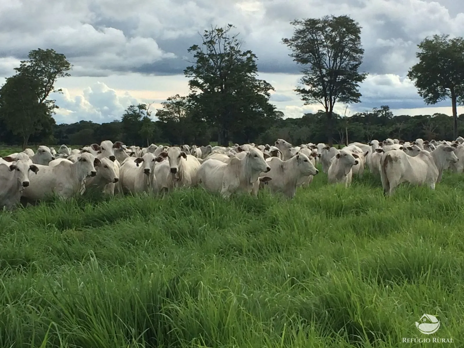 Fazenda à venda de 4.859 ha em Goiás, GO, Brasil