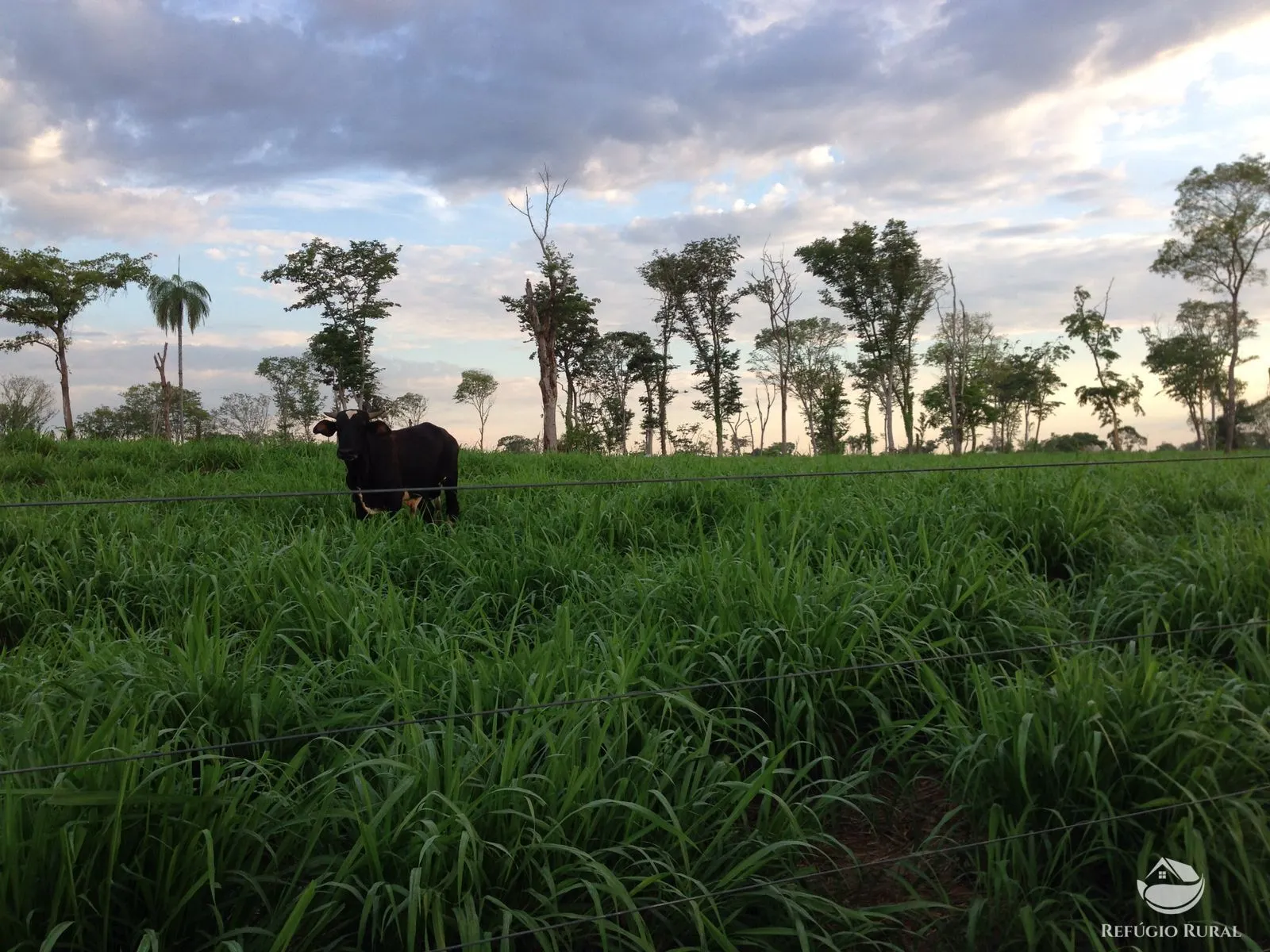 Fazenda à venda de 4.859 ha em Goiás, GO, Brasil