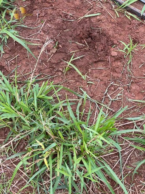 Farm for sale of 1,409 acres in Primavera do Leste, MT, Brazil