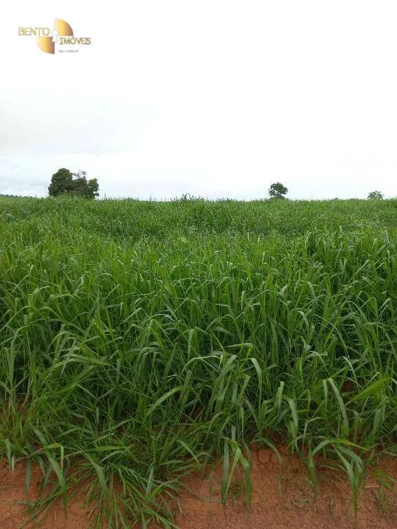 Fazenda à venda de 900 ha em General Carneiro, MT, Brasil