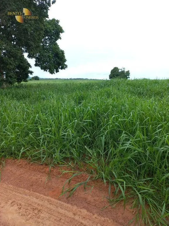 Fazenda à venda de 900 ha em General Carneiro, MT, Brasil