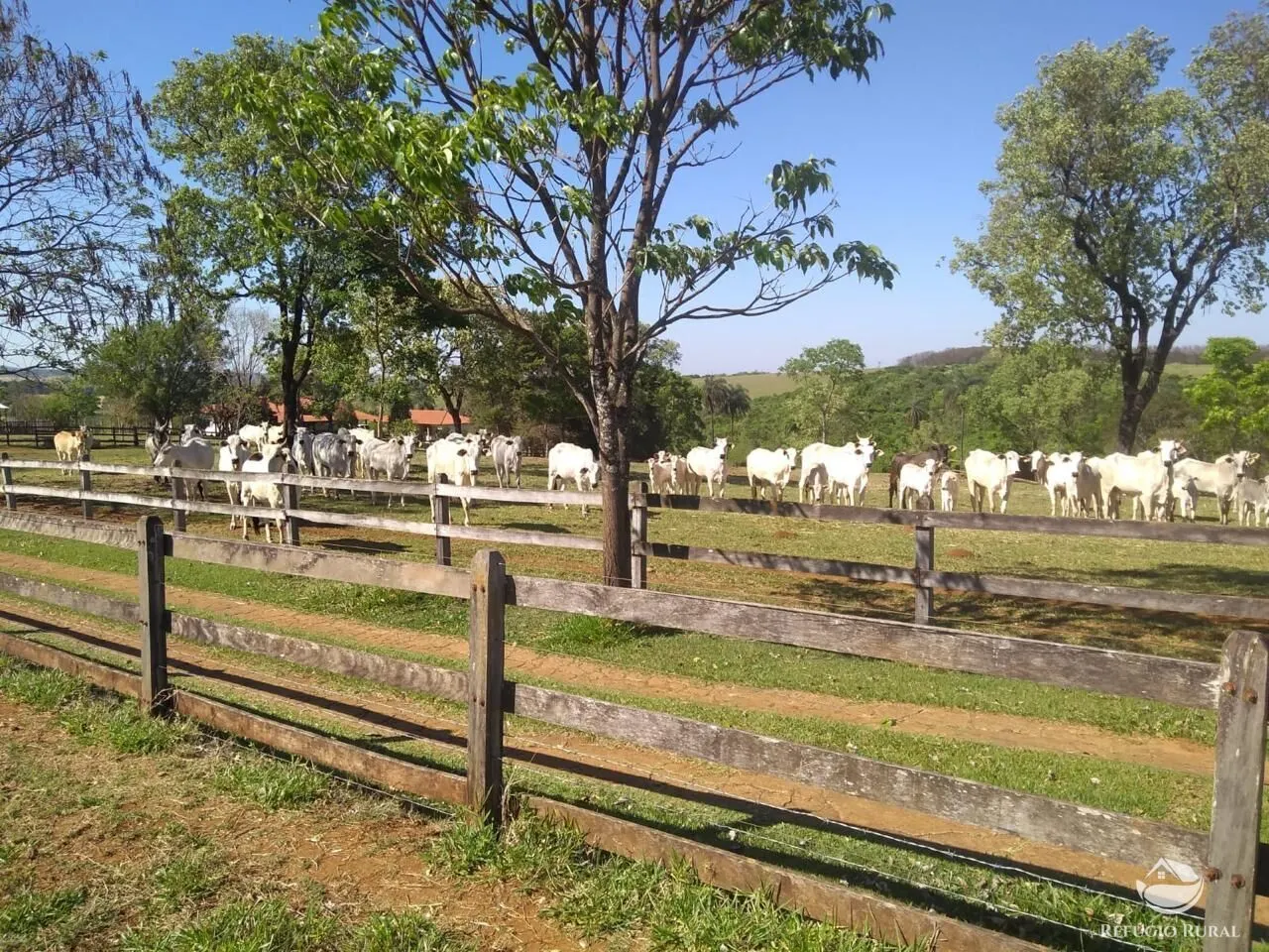 Fazenda à venda de 100 ha em Cajuru, SP, Brasil