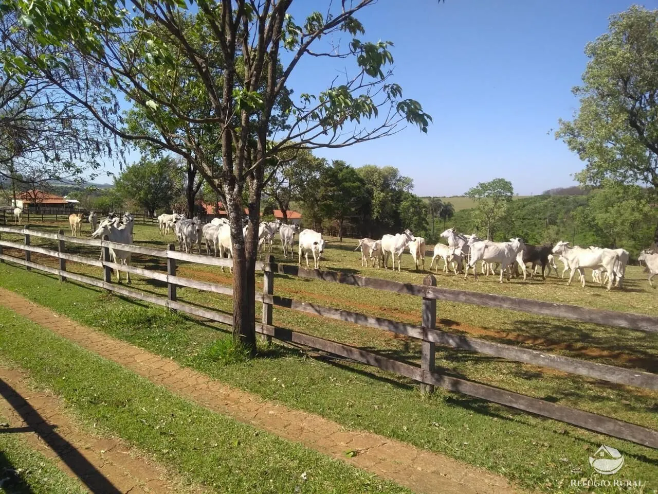 Fazenda à venda de 100 ha em Cajuru, SP, Brasil