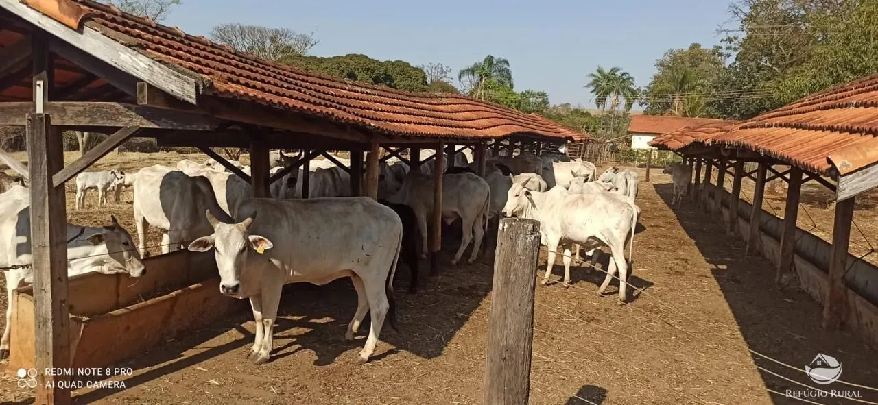 Fazenda à venda de 100 ha em Cajuru, SP, Brasil