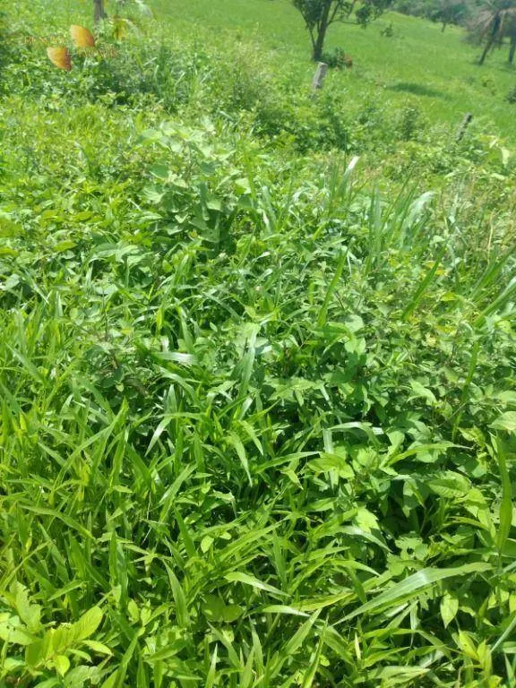 Fazenda à venda de 650 ha em Poxoréu, MT, Brasil