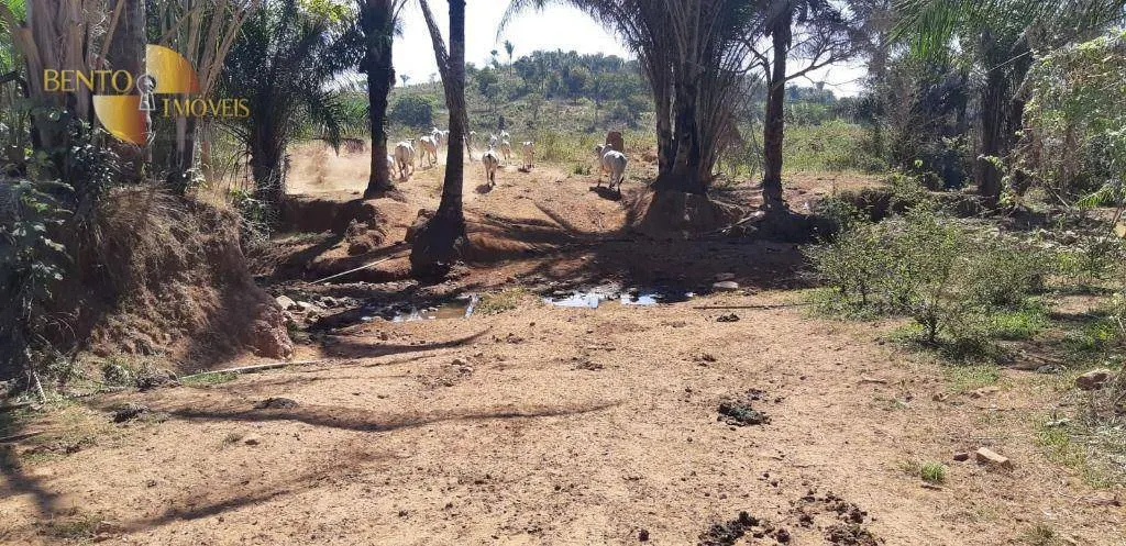 Fazenda à venda de 650 ha em Poxoréu, MT, Brasil