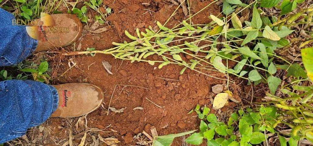 Fazenda à venda de 728 ha em Nova Maringá, MT, Brasil