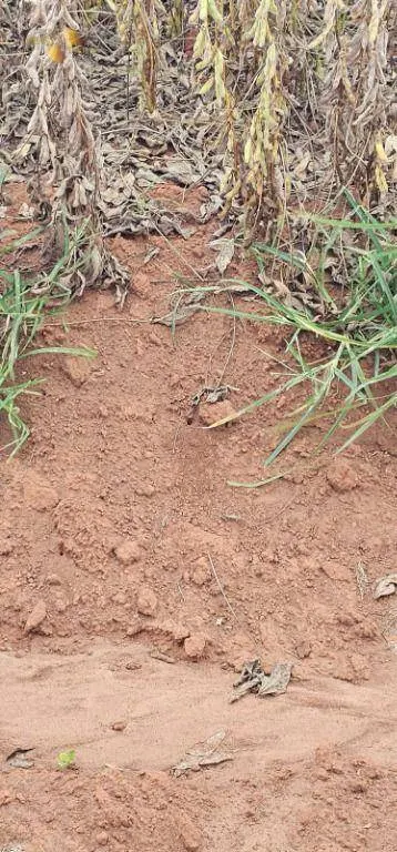Fazenda à venda de 728 ha em Nova Maringá, MT, Brasil